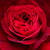 Roșu - Trandafir englezesti - Leonard Dudley Braithwaite